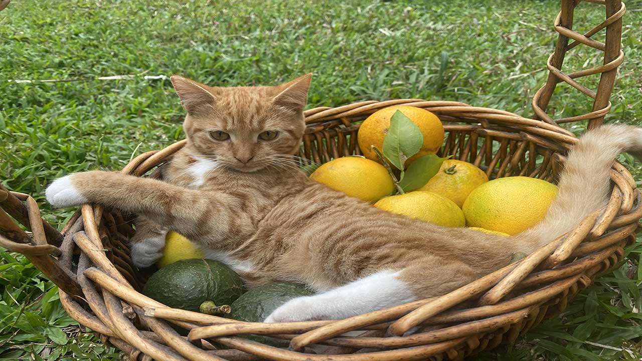Kitten with avocado and oranges