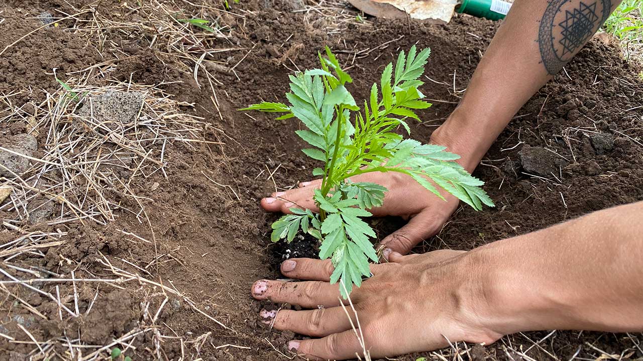 Hands in the soil planting