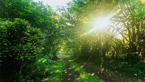 EarthSong Foundation's Vision - Sun Rays Through Trees