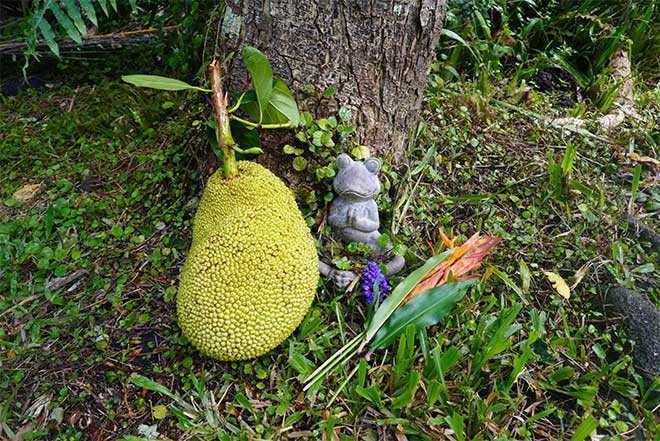 Meditating Frog next to Breadfruit (Ulu).
