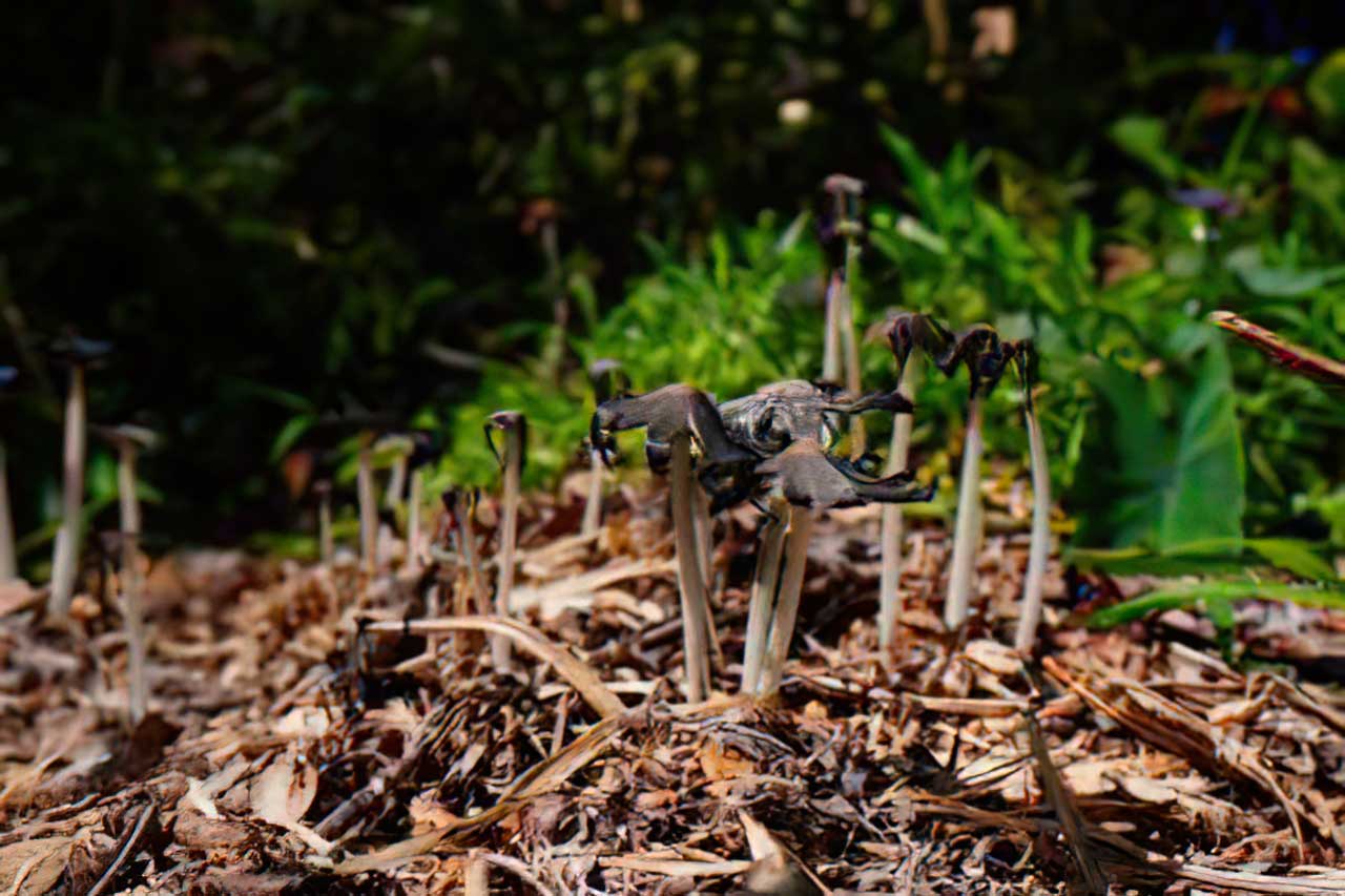 Mushrooms growing in mulch - Earthsong Foundation Hawaii.