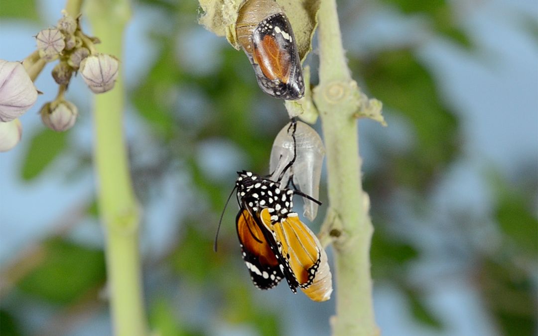 What does nature’s cycles teach us?