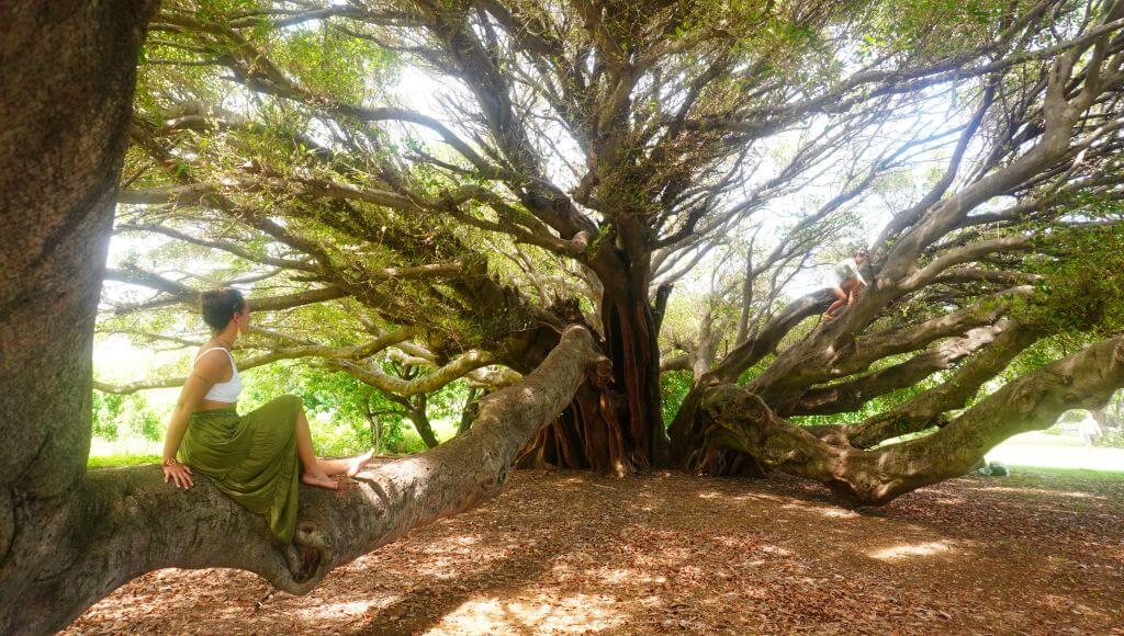 Great Tree