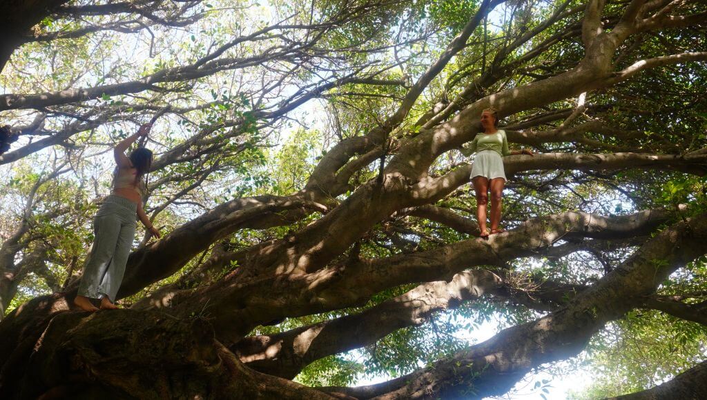 Climbing Trees