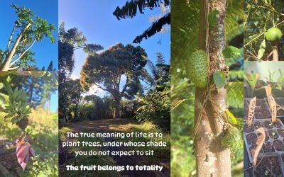 The Power in Planting Trees